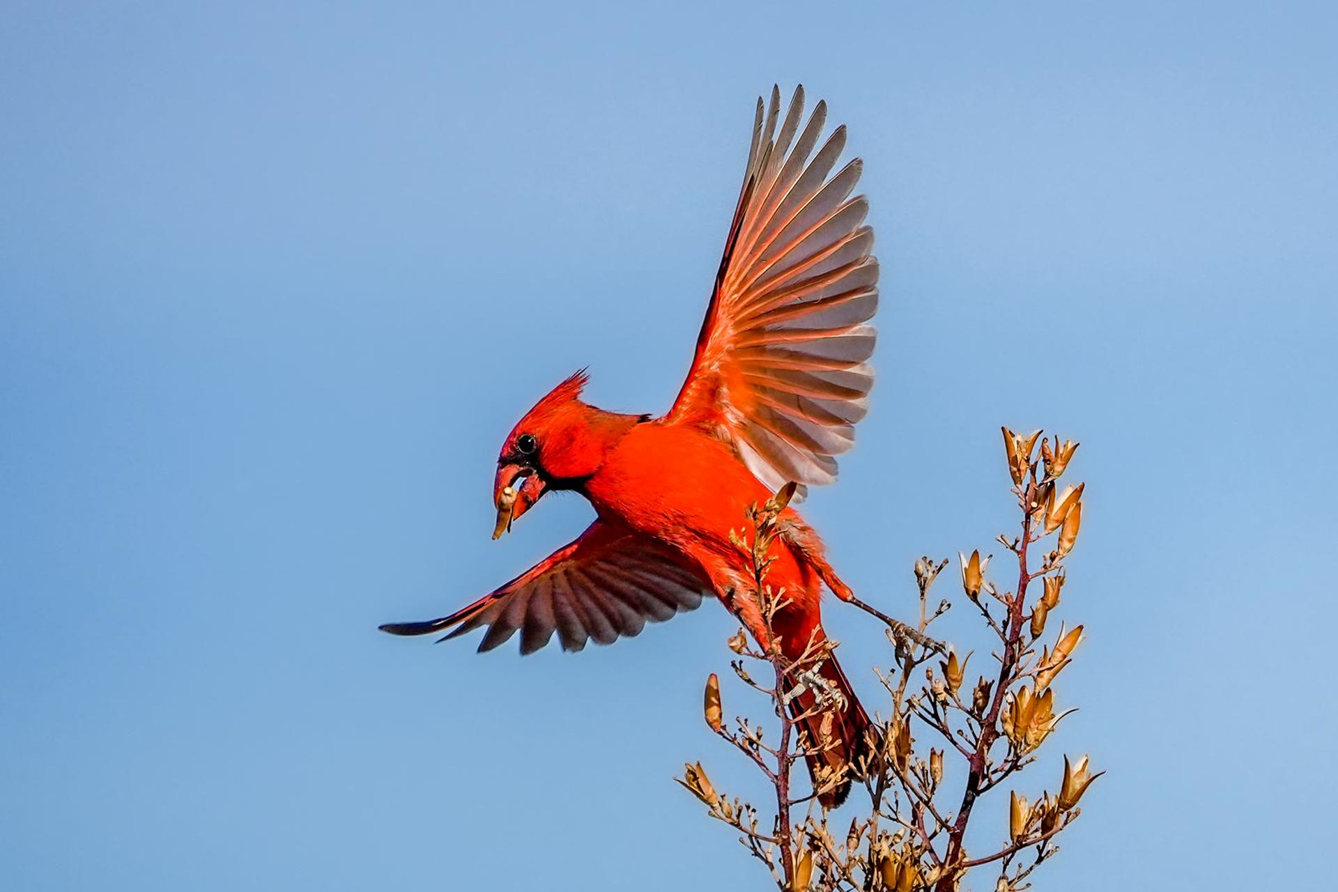 Cardenal norteño en vuelo