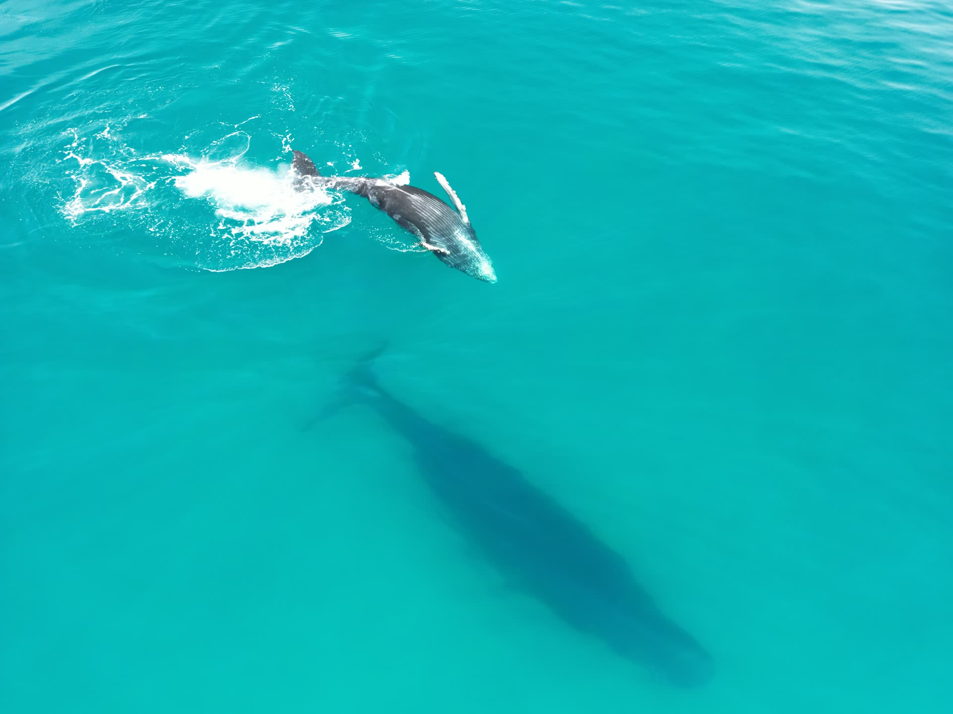 Ballena jorobada — vista aérea