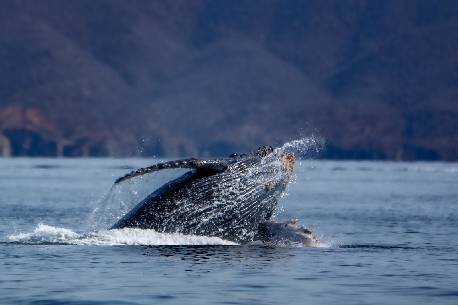 Ballena saltando