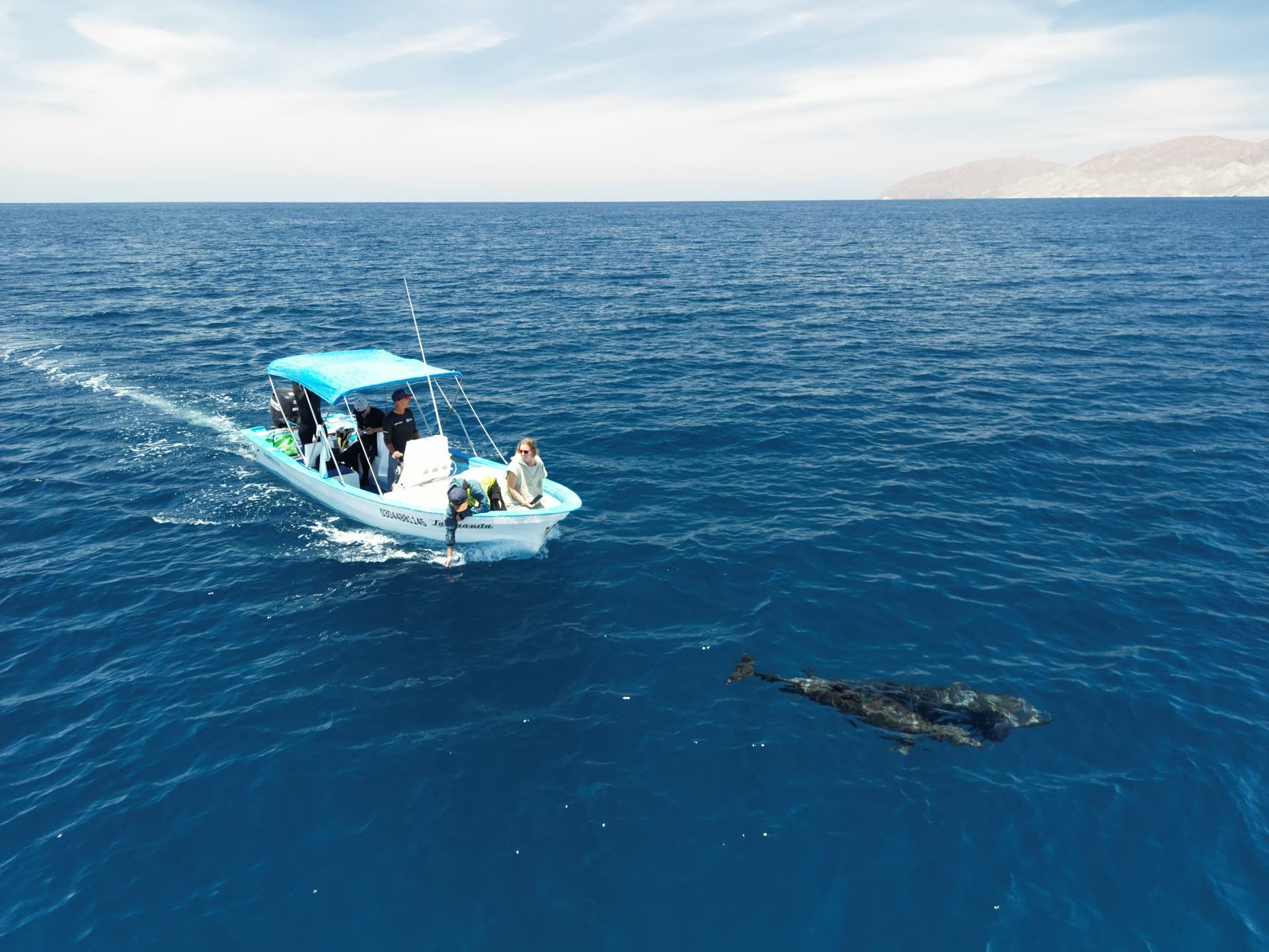 Delfines en formación