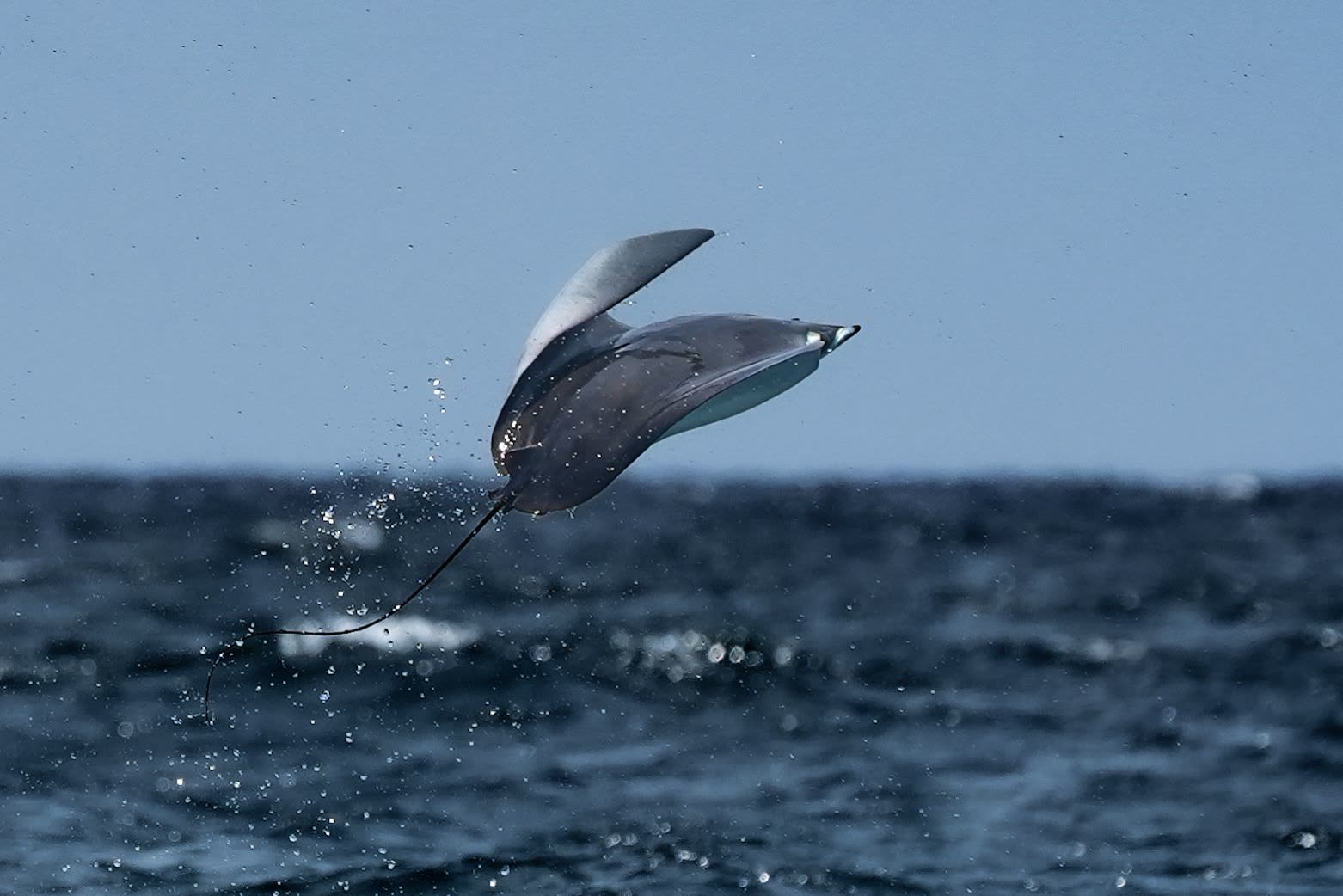 Manta raya saltando